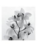 Orchid Spray II-Tom Artin-Stretched Canvas