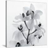 Orchid Spray II-Tom Artin-Stretched Canvas