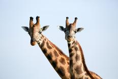 A pair of vulnerable Rothchild giraffe in Uganda's Murchison Falls National Park, Uganda, Africa-Tom Broadhurst-Photographic Print