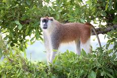 Alpha male Patas monkey on the lookout, Murchison Falls National Park, Uganda, Africa-Tom Broadhurst-Photographic Print