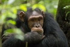 Glum looking adolescent chimpanzee at Kibale Forest National Park, Uganda, Africa-Tom Broadhurst-Framed Photographic Print