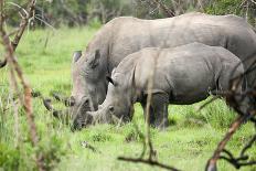 Southern white rhinos, mother and calf, at Ziwa Rhino Sanctuary, Uganda, Africa-Tom Broadhurst-Photographic Print