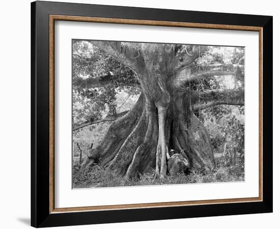 Tom Cringle's Cotton Tree, Spanish Town Road, Jamaica, C1905-Adolphe & Son Duperly-Framed Giclee Print