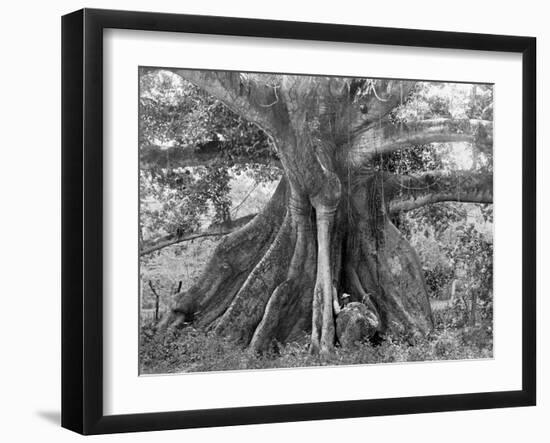 Tom Cringle's Cotton Tree, Spanish Town Road, Jamaica, C1905-Adolphe & Son Duperly-Framed Giclee Print