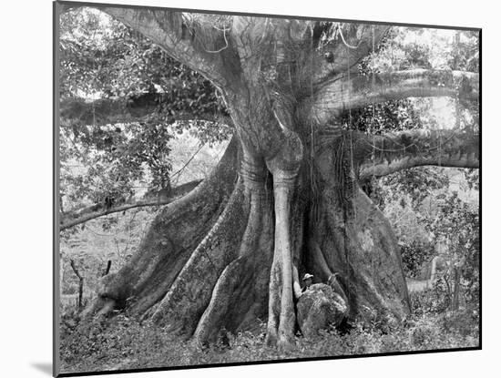 Tom Cringle's Cotton Tree, Spanish Town Road, Jamaica, C1905-Adolphe & Son Duperly-Mounted Giclee Print