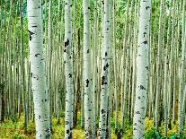 Bigtooth Aspen Trees in White River National Forest near Aspen, Colorado, USA-Tom Haseltine-Photographic Print