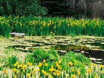 Daffodils Surround a Dock and Lake near Rosario Resort, San Juan Island, USA-Tom Haseltine-Photographic Print