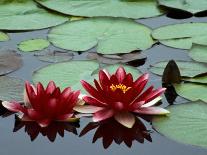 Red Flowers Bloom on Water Lilies in Laurel Lake, South of Bandon, Oregon, USA-Tom Haseltine-Photographic Print