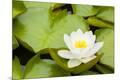 Photographic Print