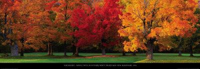 Maple Trees in Autumn, White Mountains, New Hampshire-Tom Mackie-Art Print