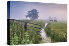 Marsh Grazing-Tom Mackie-Stretched Canvas