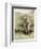 Tom Morris senior, British golfer, portrait, c1910-Unknown-Framed Giclee Print