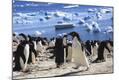 Premium Photographic Print