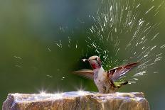 Anna's Hummingbird Taking a Shower, Santa Cruz, California, USA-Tom Norring-Photographic Print