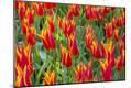 Premium Photographic Print