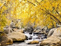 Fall Foliage at Creek, Eastern Sierra Foothills, California, USA-Tom Norring-Photographic Print