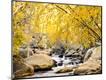 Photographic Print
