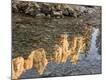 Premium Photographic Print