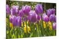 Premium Photographic Print