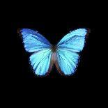 Blue Butterfly on Black-Tom Quartermaine-Giclee Print