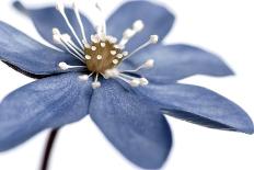 Blue Flower on White 2-Tom Quartermaine-Giclee Print