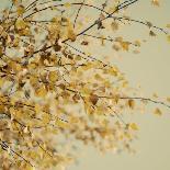 Yellow Fall Leaves 007-Tom Quartermaine-Giclee Print