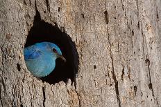 Mountain Bluebird, Sialia Currucoides, Male at Nest Hole at a Cavity in a Ponderosa Pine Tree in Th-Tom Reichner-Framed Photographic Print