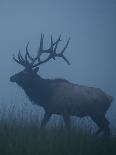 Trophy Bull Elk with Huge Record Class Antlers, in Fog and Mist, in Western Pennsylvania near Benez-Tom Reichner-Framed Photographic Print