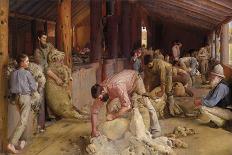 Shearing the Rams-Tom Roberts-Giclee Print