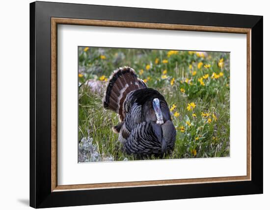 Tom turkey in breeding plumage in Great Basin National Park, Nevada, USA-Chuck Haney-Framed Photographic Print