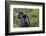 Tom turkey in breeding plumage in Great Basin National Park, Nevada, USA-Chuck Haney-Framed Photographic Print