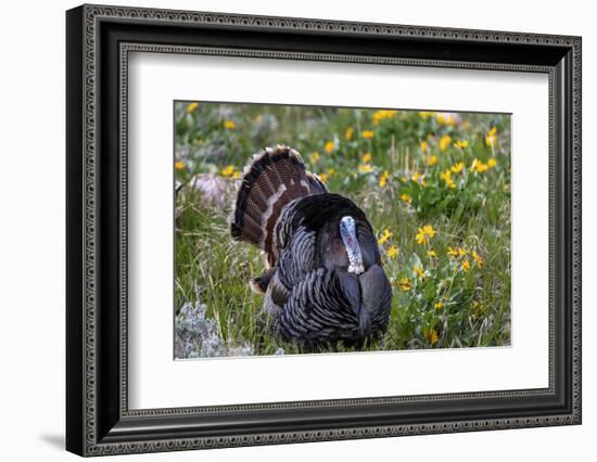 Tom turkey in breeding plumage in Great Basin National Park, Nevada, USA-Chuck Haney-Framed Photographic Print