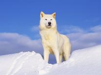 Arctic Grey Wolf in Snow, Idaho, USA-Tom Vezo-Mounted Photographic Print