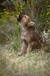 Grey Wolf Pup Howling (Canis Lupus) Captive, Montana, USA-Tom Vezo-Framed Photographic Print