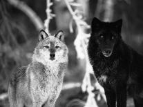 Grey Wolf Pup Howling (Canis Lupus) Captive, Montana, USA-Tom Vezo-Framed Photographic Print