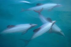 Hector's dolphin (Cephalorhynchus hectori) thru' the surface. Akaroa, New Zealand.-Tom Walmsley-Framed Photographic Print