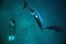 Hector's dolphin (Cephalorhynchus hectori) thru' the surface. Akaroa, New Zealand.-Tom Walmsley-Photographic Print