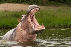 Two Young Hippopotamus (Hippopotamus Amphibius), Hippos with a Wide Open Mouth Playing in Queen Eli-Tomas Drahos-Framed Photographic Print