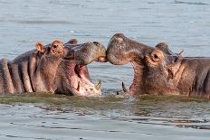 Two Young Hippopotamus (Hippopotamus Amphibius), Hippos with a Wide Open Mouth Playing in Queen Eli-Tomas Drahos-Mounted Photographic Print