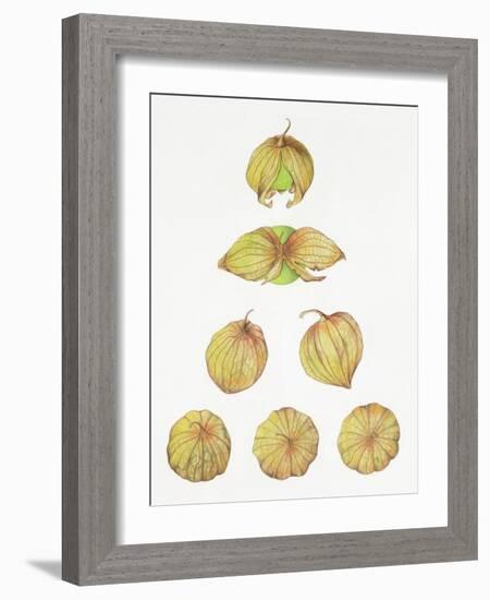 Tomatillos-Deborah Kopka-Framed Giclee Print