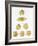 Tomatillos-Deborah Kopka-Framed Giclee Print