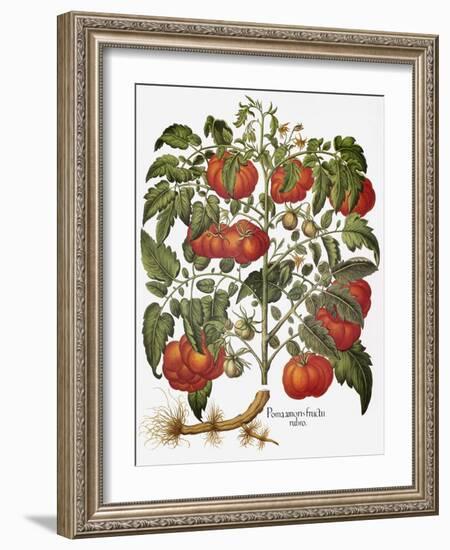 Tomato, 1613-null-Framed Giclee Print