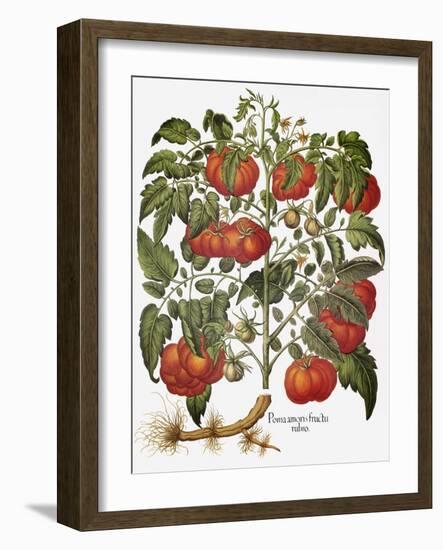 Tomato, 1613-null-Framed Giclee Print