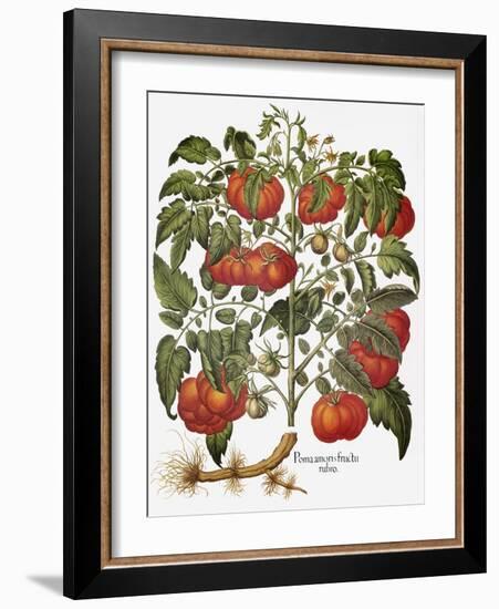 Tomato, 1613-null-Framed Giclee Print