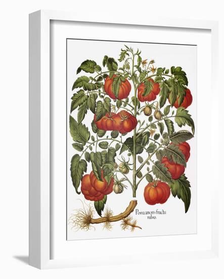 Tomato, 1613-null-Framed Giclee Print