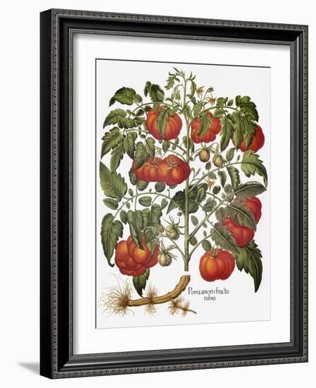 Tomato, 1613-null-Framed Giclee Print