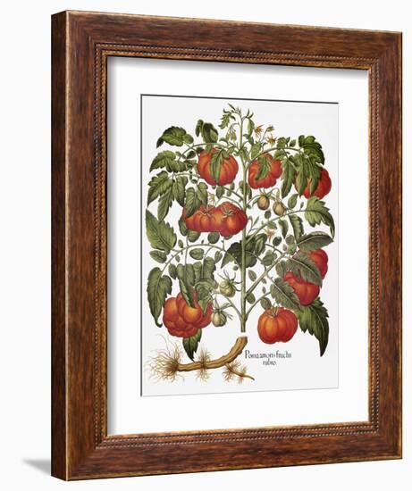 Tomato, 1613-null-Framed Premium Giclee Print