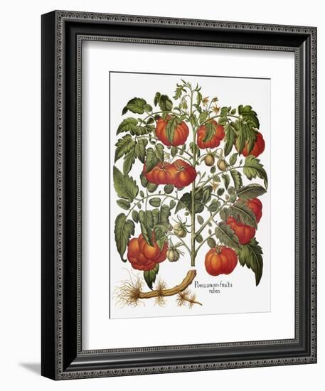 Tomato, 1613-null-Framed Premium Giclee Print