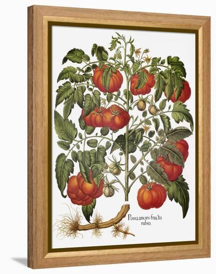 Tomato, 1613-null-Framed Premier Image Canvas