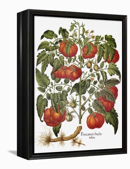 Tomato, 1613-null-Framed Premier Image Canvas